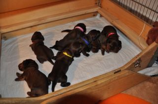 Jamniki d�ugow�ose